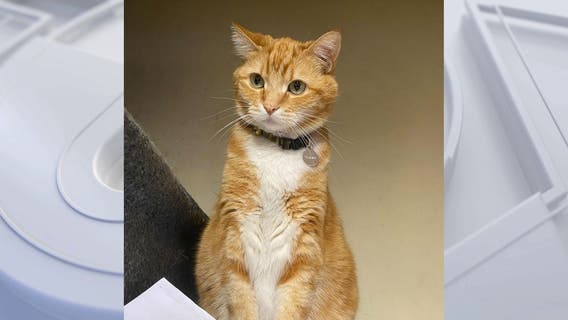 Stolen Koretown shop cat located after being taken from store