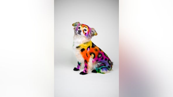 Dog groomer artist wows with his creations