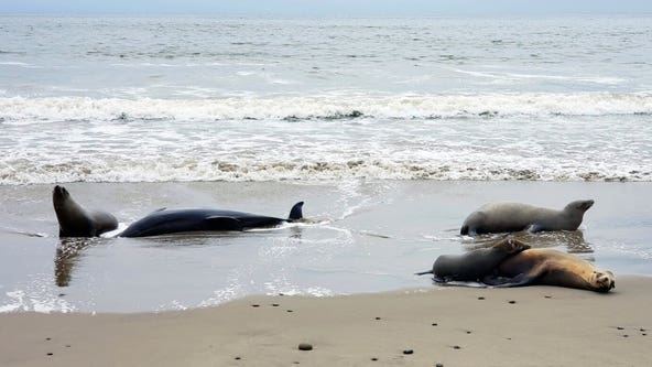 Dead, sick sea lions and dolphins washing ashore SoCal beaches: What we know