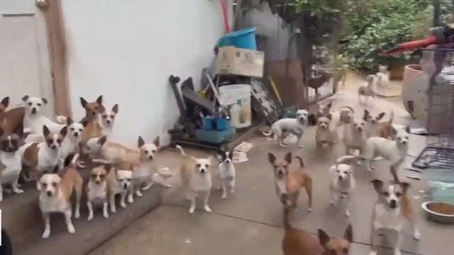 Dozens of chihuahuas in need of forever homes