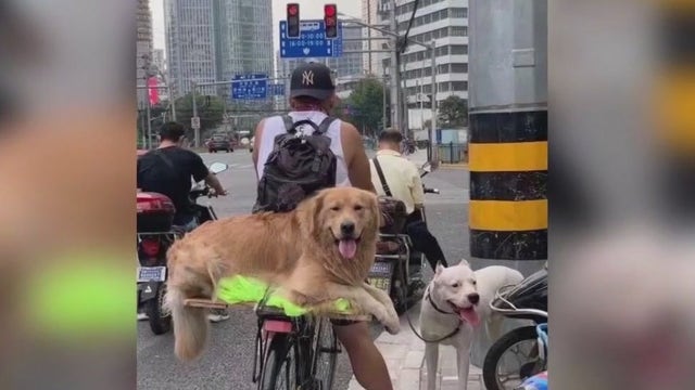 Dogs rescued from China slaughterhouse arrive in LA