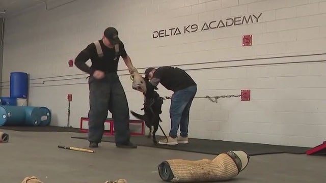 'A weapon that has a mind': LA company breeds, trains protection dogs