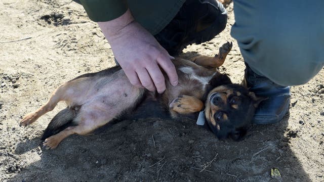 Nearly 1/3 of the US homeless population lives in California. This veterinarian cares for their pets