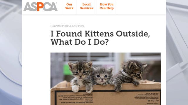 ASPCA reaches milestone: 10,000th kitten cared for in foster program