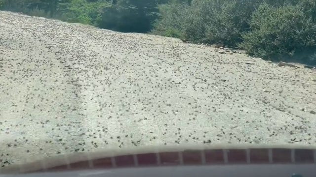 Crickets flood Idaho road as the insects descend on neighboring Nevada