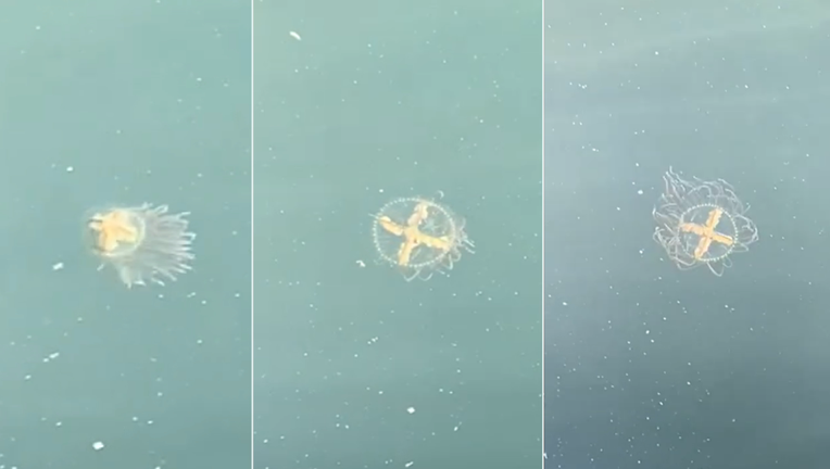 JELLFISH-BLOB-1.png