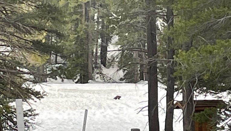 An image of a wolverine in the distance on a snowy piece of land in California