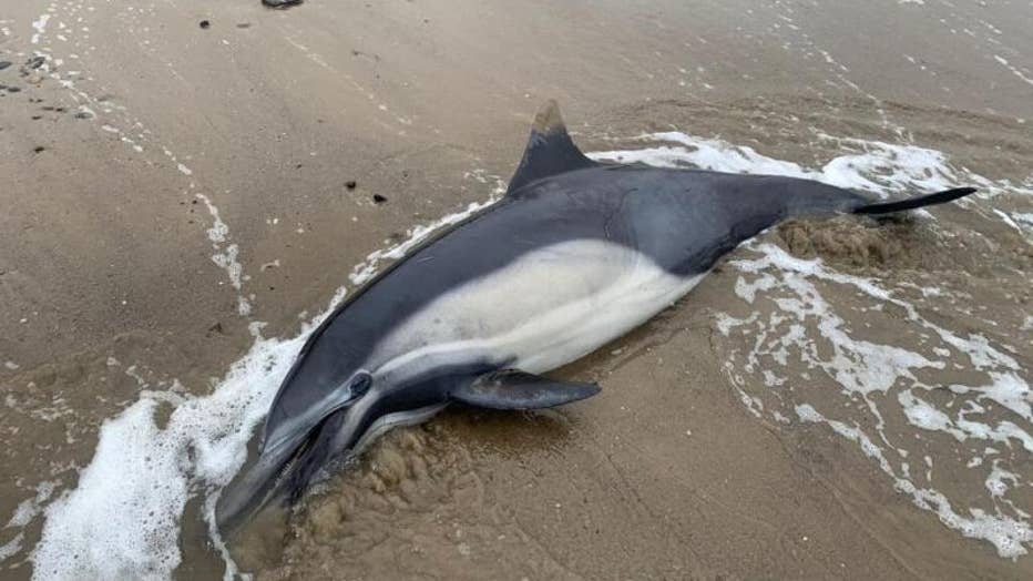 Sea lions are washing ashore sick, aggressive. How to help - Los Angeles  Times