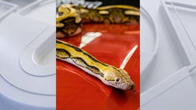 Chatsworth man loses 15-foot python, warns neighbors