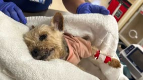 Elderly dog kicked by homeless man in Venice dies from injuries