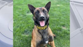 NorCal sheriff's office searching for missing K9 Odin