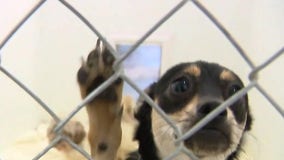 Oxnard shelter may have to euthanize animals if faced with shut down