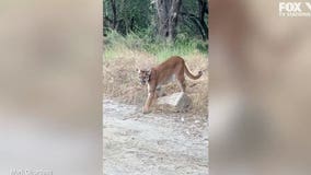 VIDEO: Wildlife photographer and mountain lion come face to face in Orange County