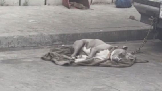 Dogs spotted living in deplorable conditions at a South LA homeless encampment