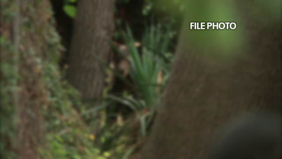 Bears spotted, but no evidence of victims of possible attacks near Mt. Baldy, firefighters say