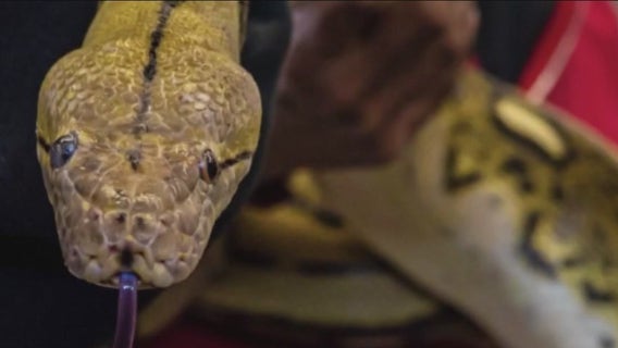 Chatsworth family finds lost python after more than a week missing