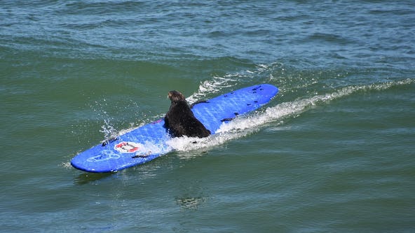 Sea otter seen taking over surfboards off Santa Cruz being closely monitored
