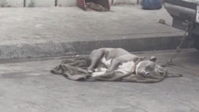Dogs spotted living in deplorable conditions at a South LA homeless encampment