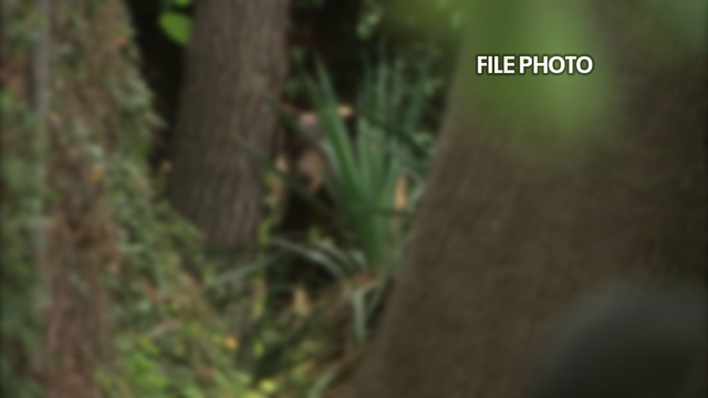 Bears spotted, but no evidence of victims of possible attacks near Mt. Baldy, firefighters say