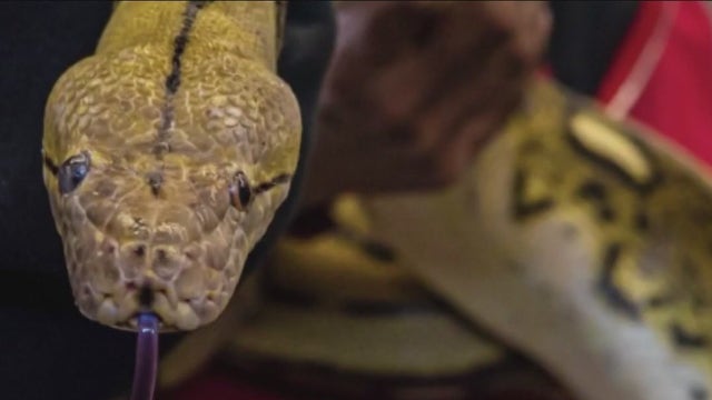 Chatsworth family finds lost python after more than a week missing