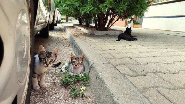 Dozens of cats in Poland got bird flu amid global outbreak
