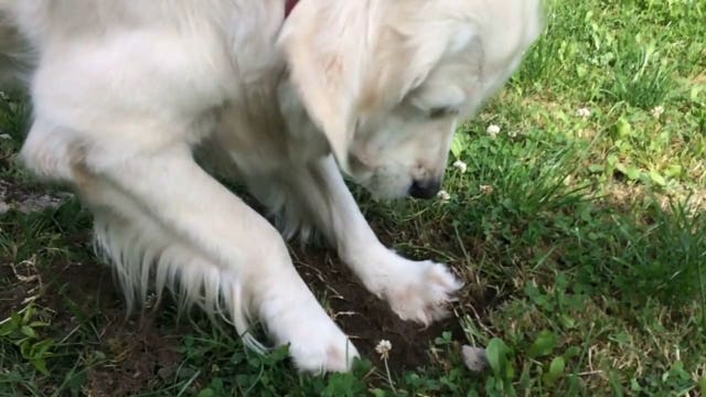 PetSmart to pay $1.46M in settlement over allegations of charging customers extra