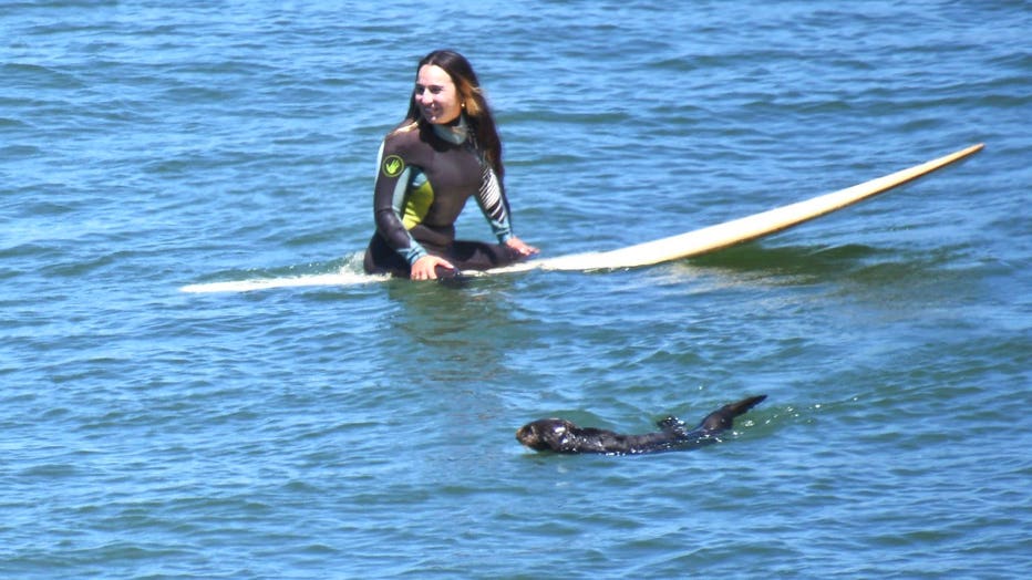 sea-otter-surfboard-4.jpg