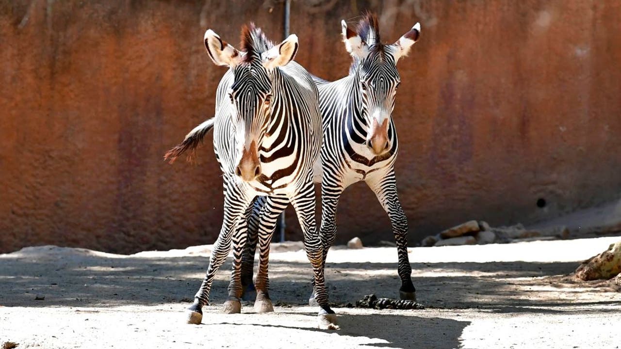 LA Zoo Renovation Proposal Gets Support From City Council   GettyImages 1228216288 