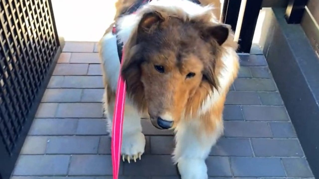 Los Angeles Rams Running Dog Costume