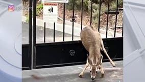 Oh deer! Firefighters rescue 2 deer caught in fence in Westlake Village