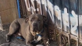Disturbing Skid Row dog conditions spark online petition for change