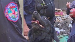 Locally trained rescue dogs help search for victims of Maui fires