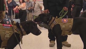 LA, Orange County K9 crews head to Maui to help with recovery efforts