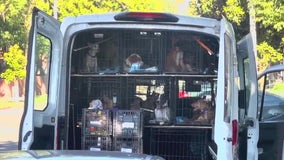 15 dogs rescued from locked van amid heat wave in Pasadena