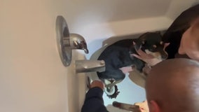 Chihuahua gets paw stuck in tub drain, fire crews jump to the rescue