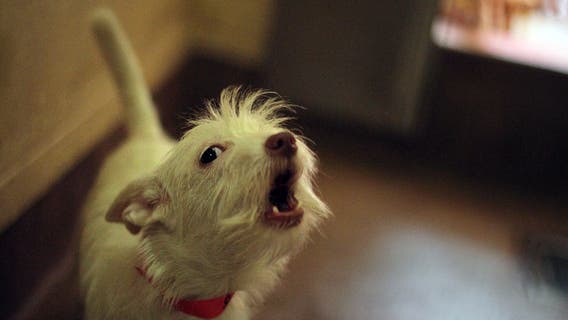 Laguna Beach to cite owners over excessive dog barking