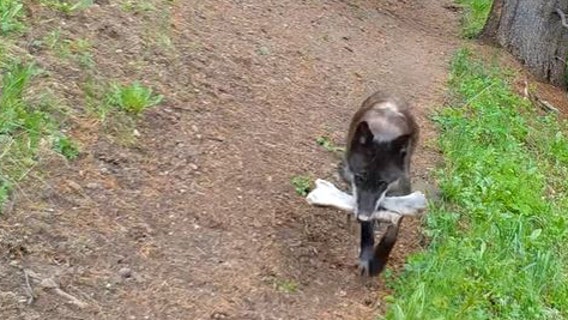 Watch: Wolves at Yellowstone National Park bring 'toys' to pups