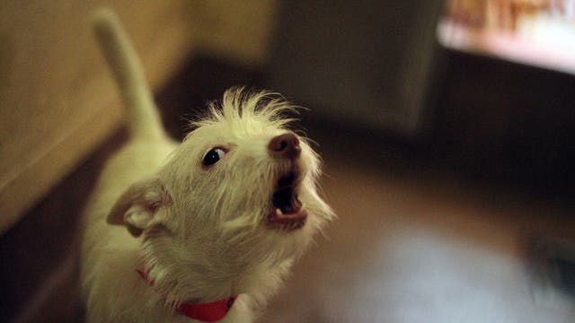 Laguna Beach to cite owners over excessive dog barking