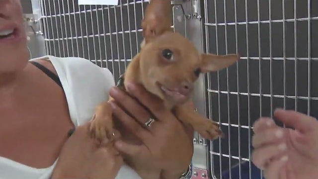 Chihuahua shaken after someone allegedly gave 'Lumi' meth on purpose