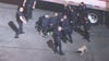 Suspect leads LAPD on brief chase in stolen golf cart with dog on his lap