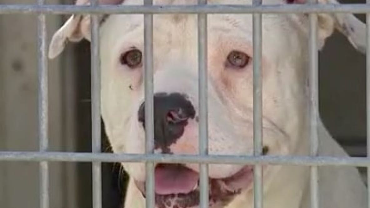 Fake OC animal charity founder charged after dozens of dogs rescued from hot cars