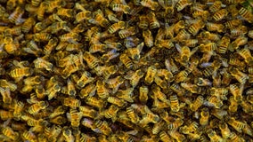 Swarm of bees kill Kentucky man moving potting soil bag from porch, coroner says