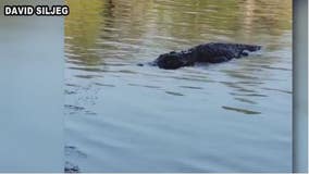 Massive alligator swims towards children swimming in Houston area lake