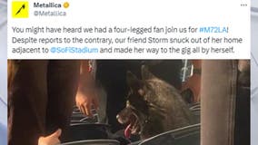Enter Sandman's Best Friend: Dog apparently sneaks out of home, ends up at a Metallica concert