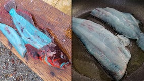 Alaska fisherman hooks and cooks blue-fleshed fish: ‘Mother Nature is incredible’
