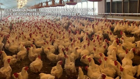 Preliminary test results reveal birds did not have HPAI after initial bird flu scare, LA County reports