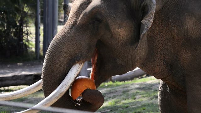 This California city is 1st in US to recognize legal rights of nonhuman animals