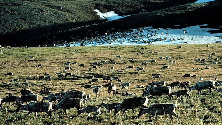 Caribou-in-Alaska.jpg