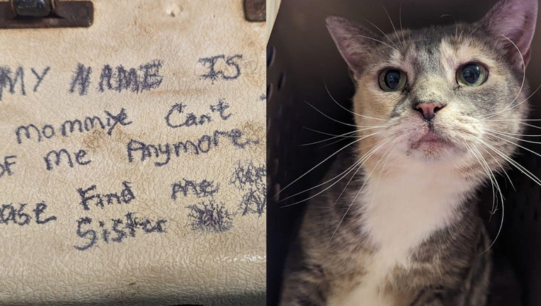 Sibling cats left at shelter with heartbreaking note: 'My mom can