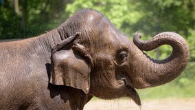 St. Louis Zoo elephant dies following agitation in herd triggered by loose dog